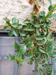 Campanula versicolor tenorei