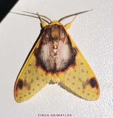 Amaxia flavicollis