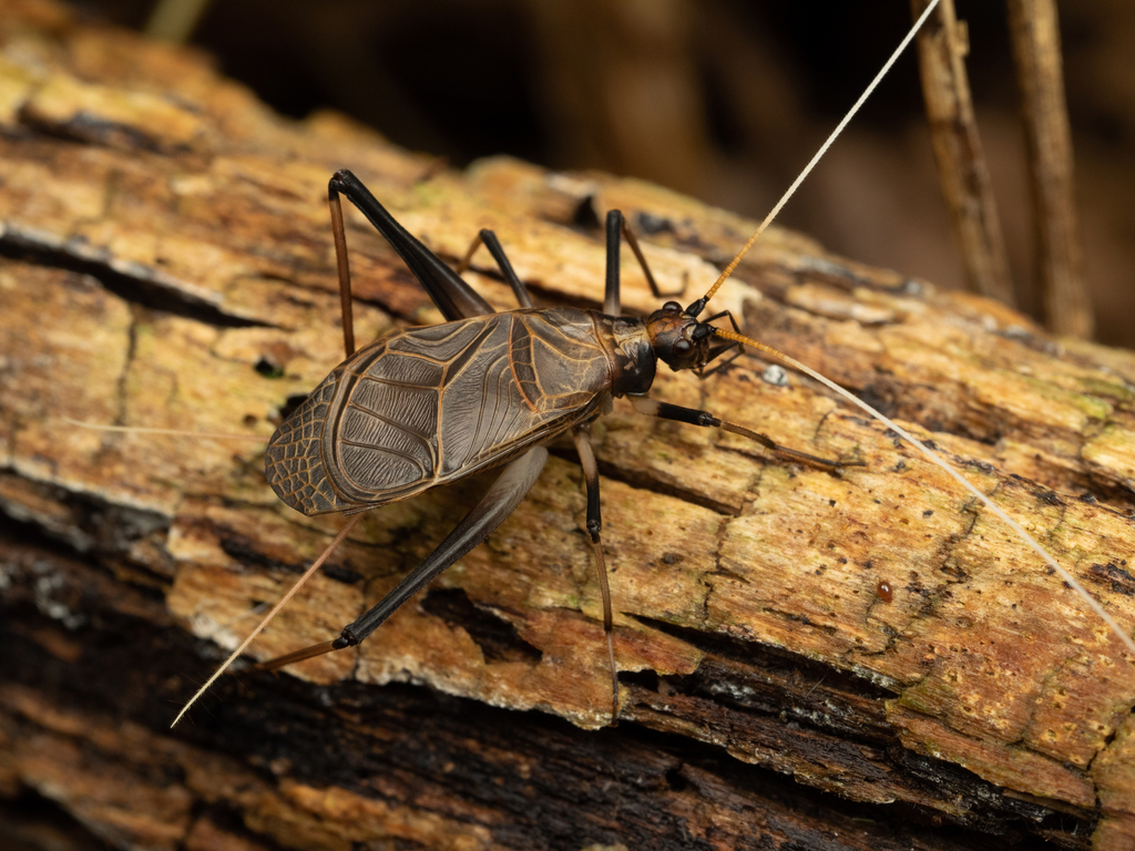 Asian Bell Cricket from 日本、熊本県熊本市北区 on August 30, 2020 at 1034 PM by