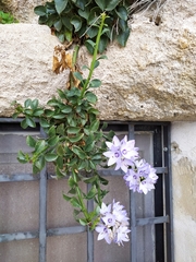 Campanula versicolor tenorei