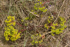 Euphorbia portlandica