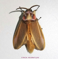 Endobrachys revocans