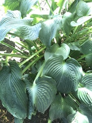 Hosta