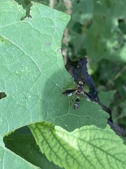 Physocephala marginata