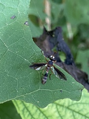 Physocephala marginata