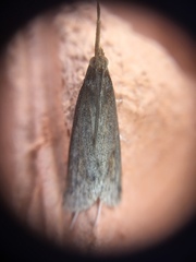 Schoenobius gigantella