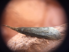 Schoenobius gigantella