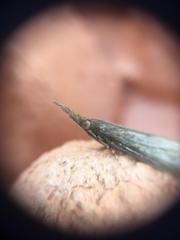 Schoenobius gigantella