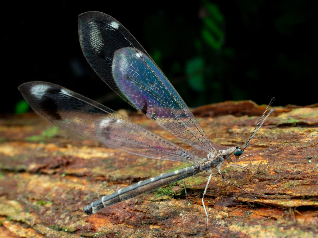 Nemoleontinae