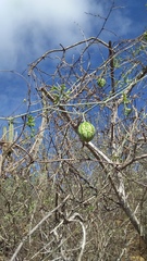 Ibervillea sonorae