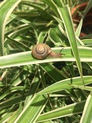 Zachrysia provisoria