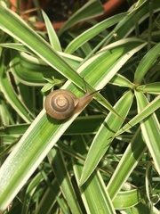 Zachrysia provisoria