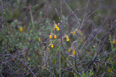 Hermannia multiflora