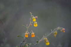 Hermannia multiflora