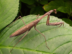 Statilia maculata maculata
