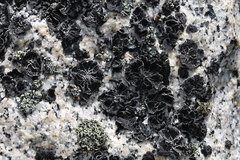 Umbilicaria krascheninnikovii