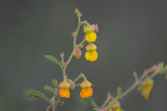Hermannia multiflora