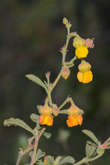 Hermannia multiflora