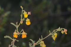 Hermannia multiflora