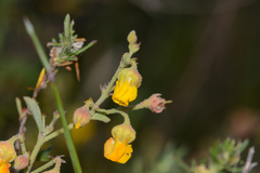 Hermannia multiflora