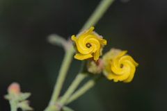 Hermannia multiflora