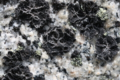 Umbilicaria krascheninnikovii