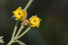Hermannia multiflora