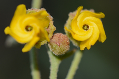 Hermannia multiflora