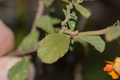 Hermannia multiflora