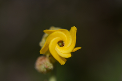 Hermannia multiflora