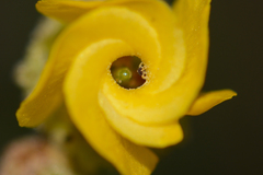 Hermannia multiflora