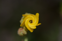 Hermannia multiflora