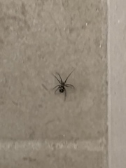 Steatoda