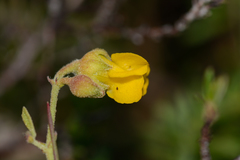 Hermannia multiflora