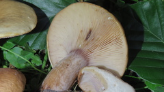 Lactarius rubrocinctus