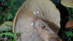 Lactarius rubrocinctus
