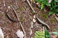 Aspronema dorsivittatum