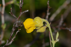 Hermannia multiflora
