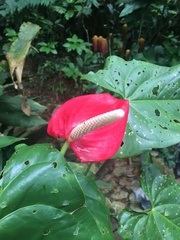 Anthurium andraeanum