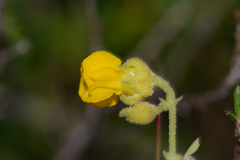 Hermannia multiflora