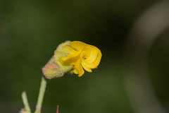 Hermannia multiflora