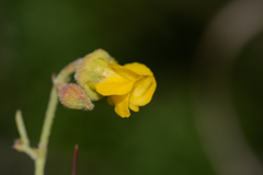 Hermannia multiflora