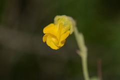Hermannia multiflora