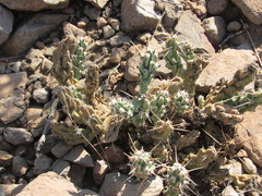 Grusonia aggeria