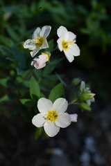 Polemonium carneum