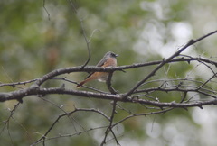 Phoenicurus phoenicurus