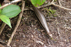 Aspronema dorsivittatum
