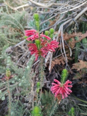 Erica abietina