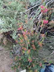 Erica abietina