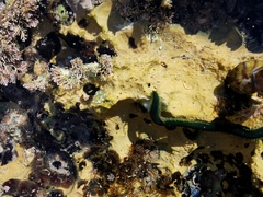 Eulalia